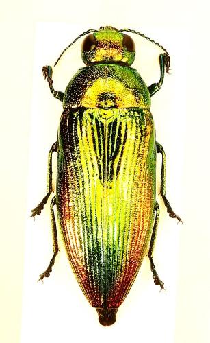 Réf. 261 545 : Eurythyrea micans